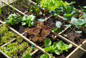 potager
Comment fabriquer un carré potager en matériaux de récupération ?