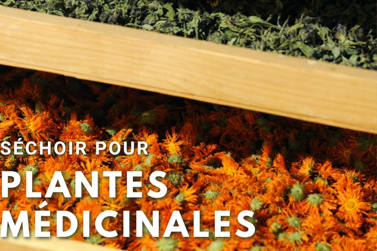 plantes