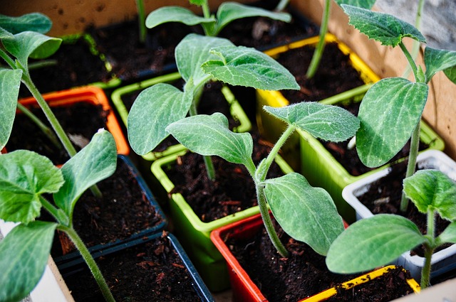 potager