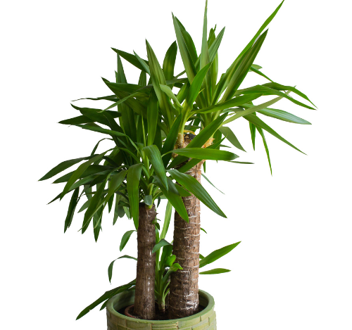 yucca
Décorer son jardin avec un yucca