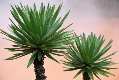 yucca
Décorer son jardin avec un yucca