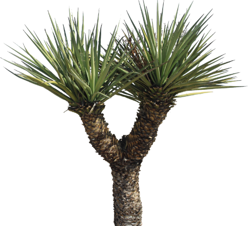 yucca